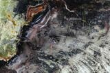 Polished Petrified Colla Wood With Azurite & Malachite - Turkey #106732-1